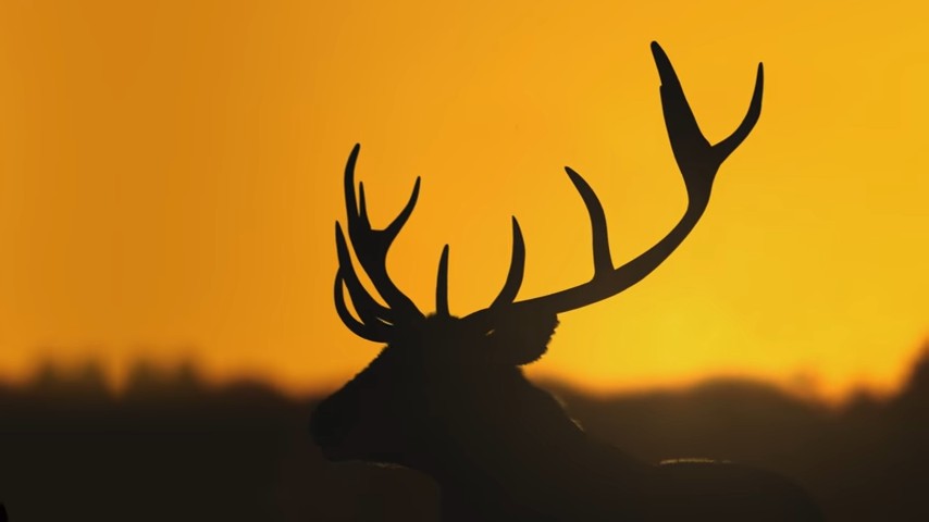 The Hunter: Call of the Wild (XONE)